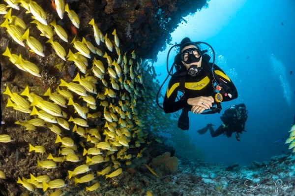 Buceo Tours - Bayahibe